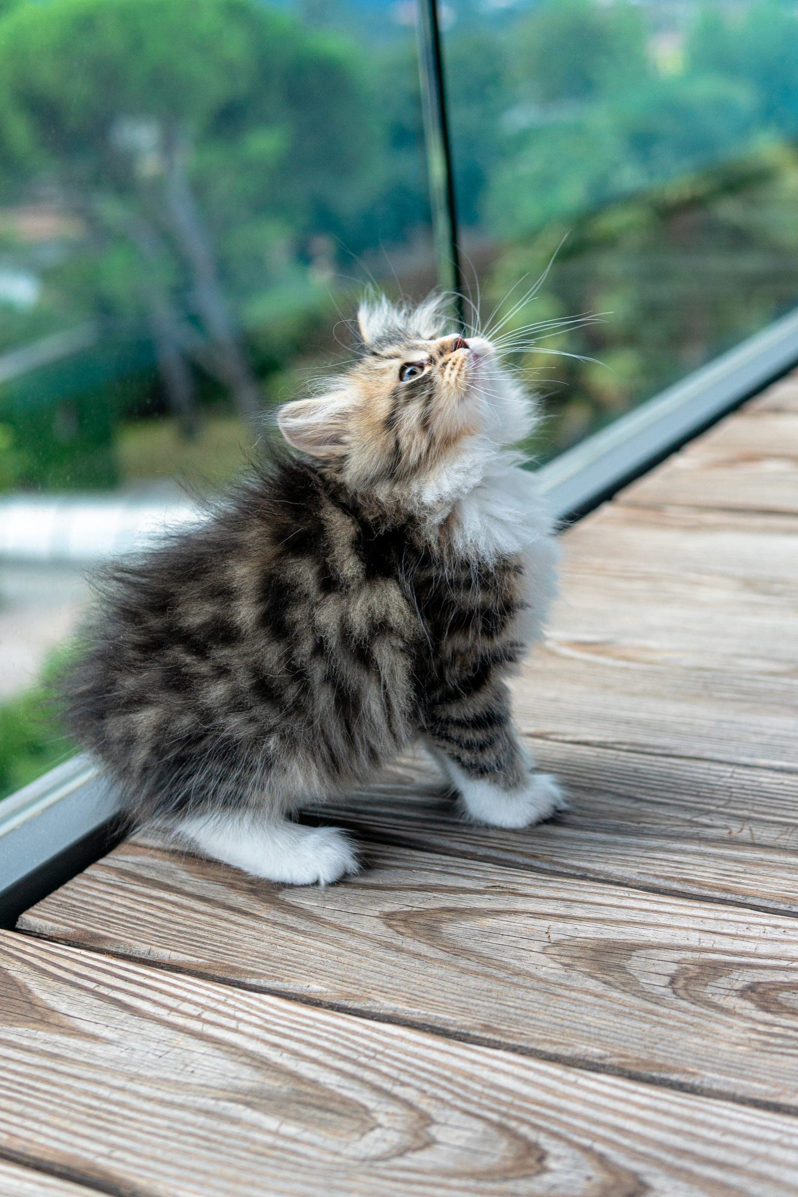 Siberiano, Black tabby & white