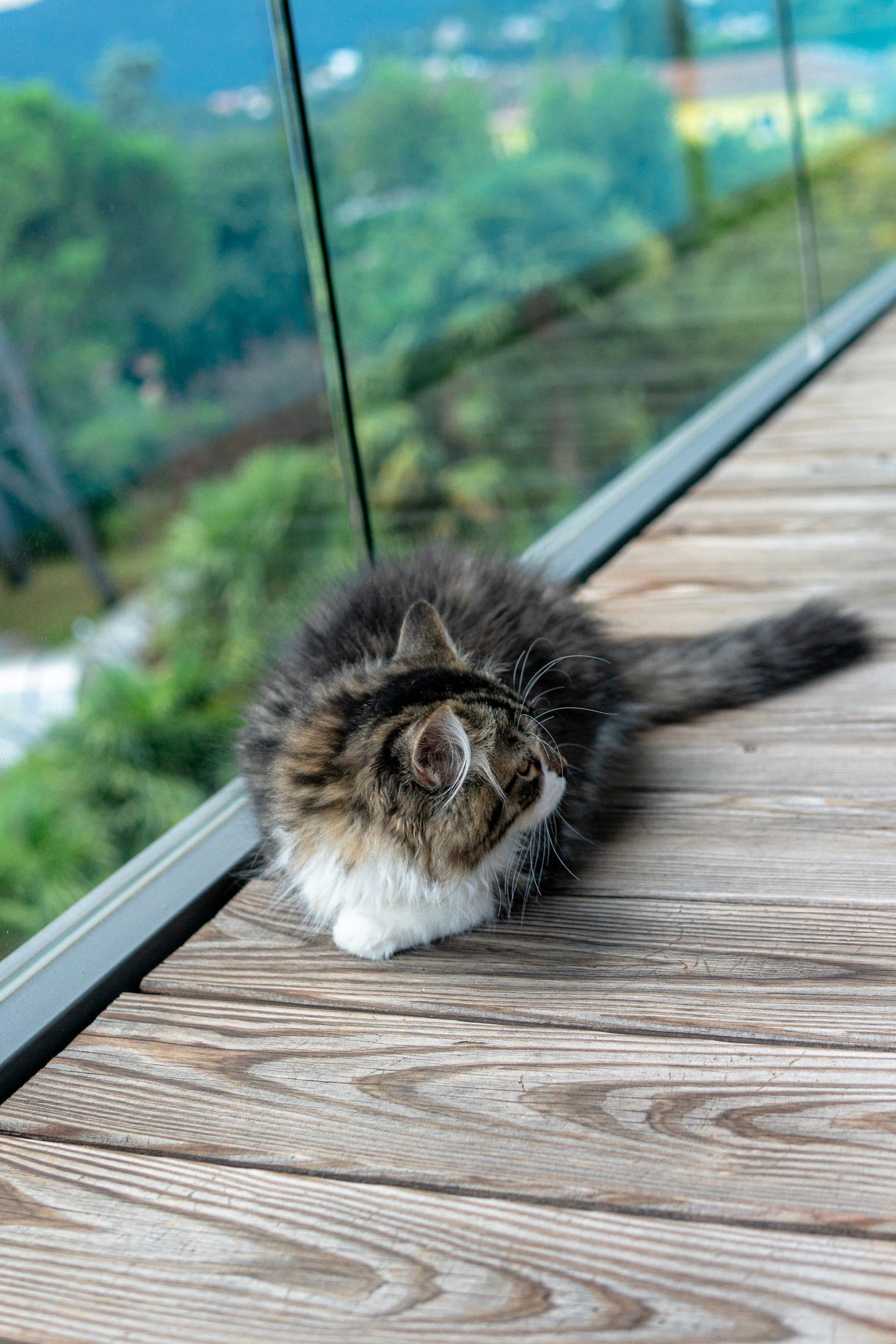 Siberiano, Black tabby & white, Tina da cucciola