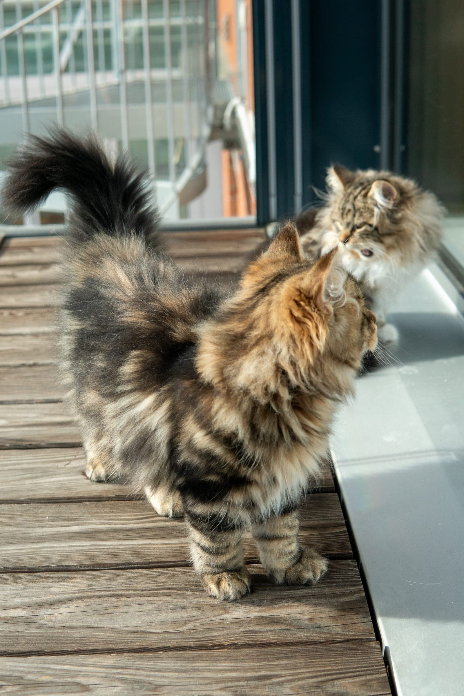 Siberiani, Black tabby