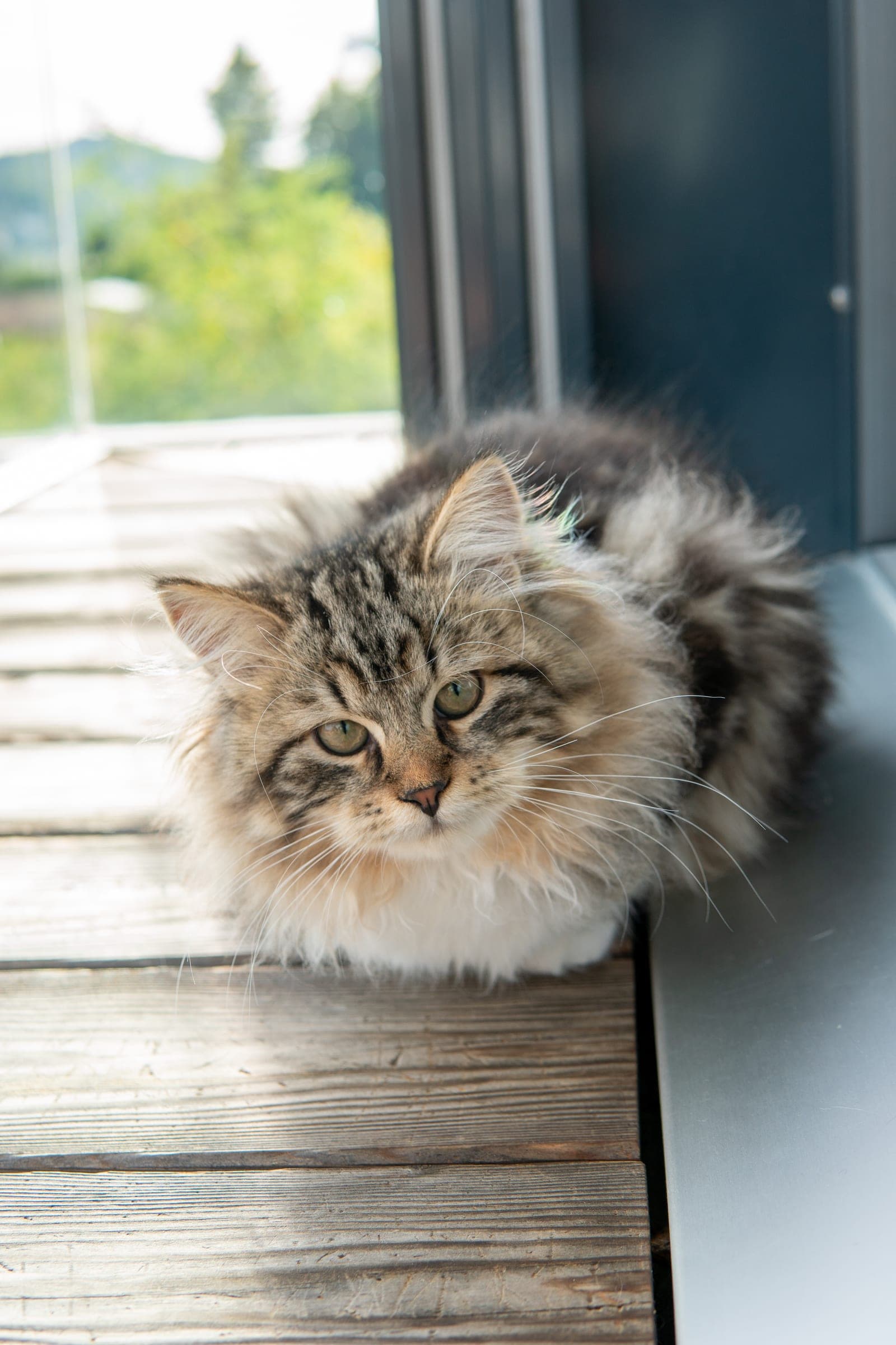Siberiano, Black tabby & white