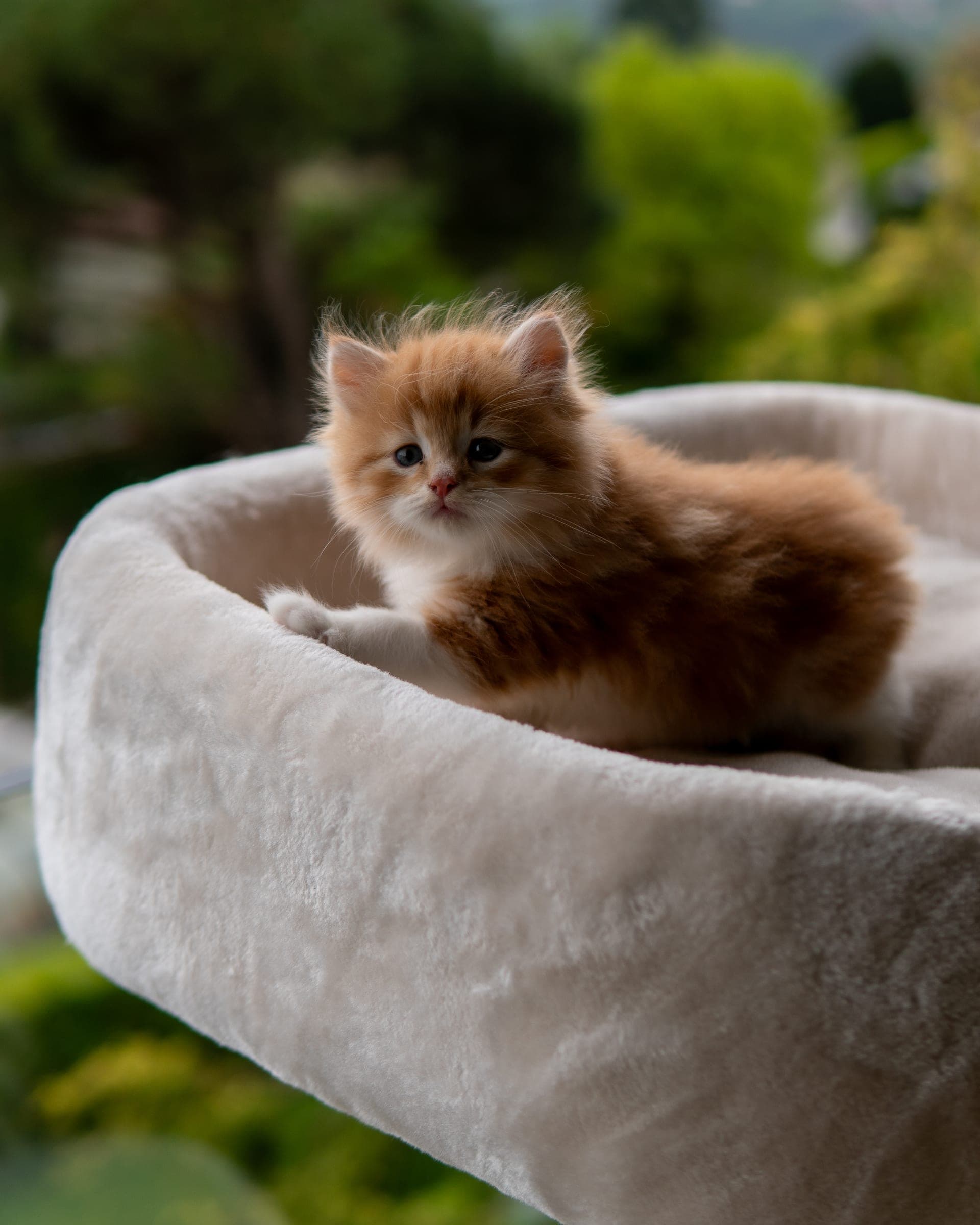 Siberiano, Red tabby & white