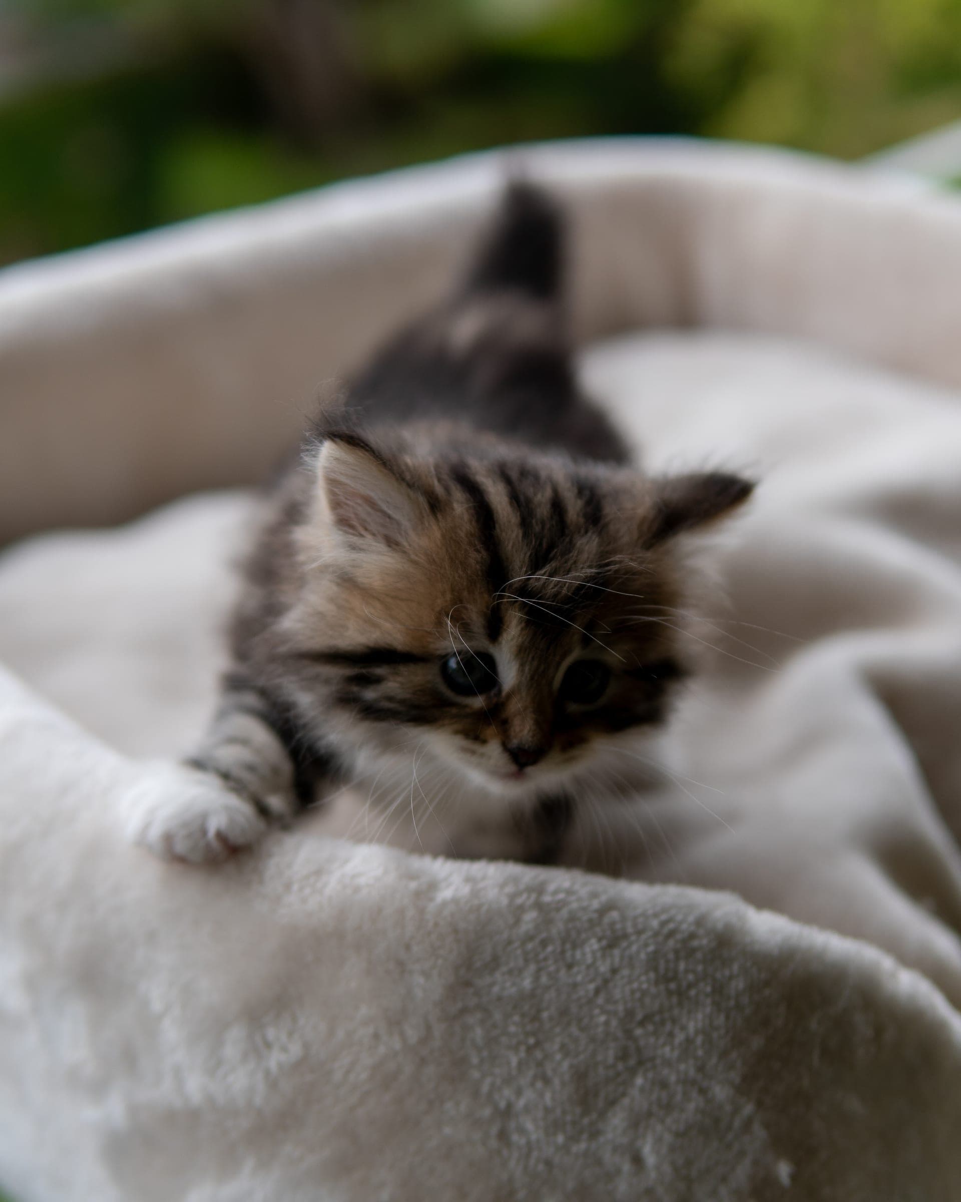 Siberiano, Black tabby & white