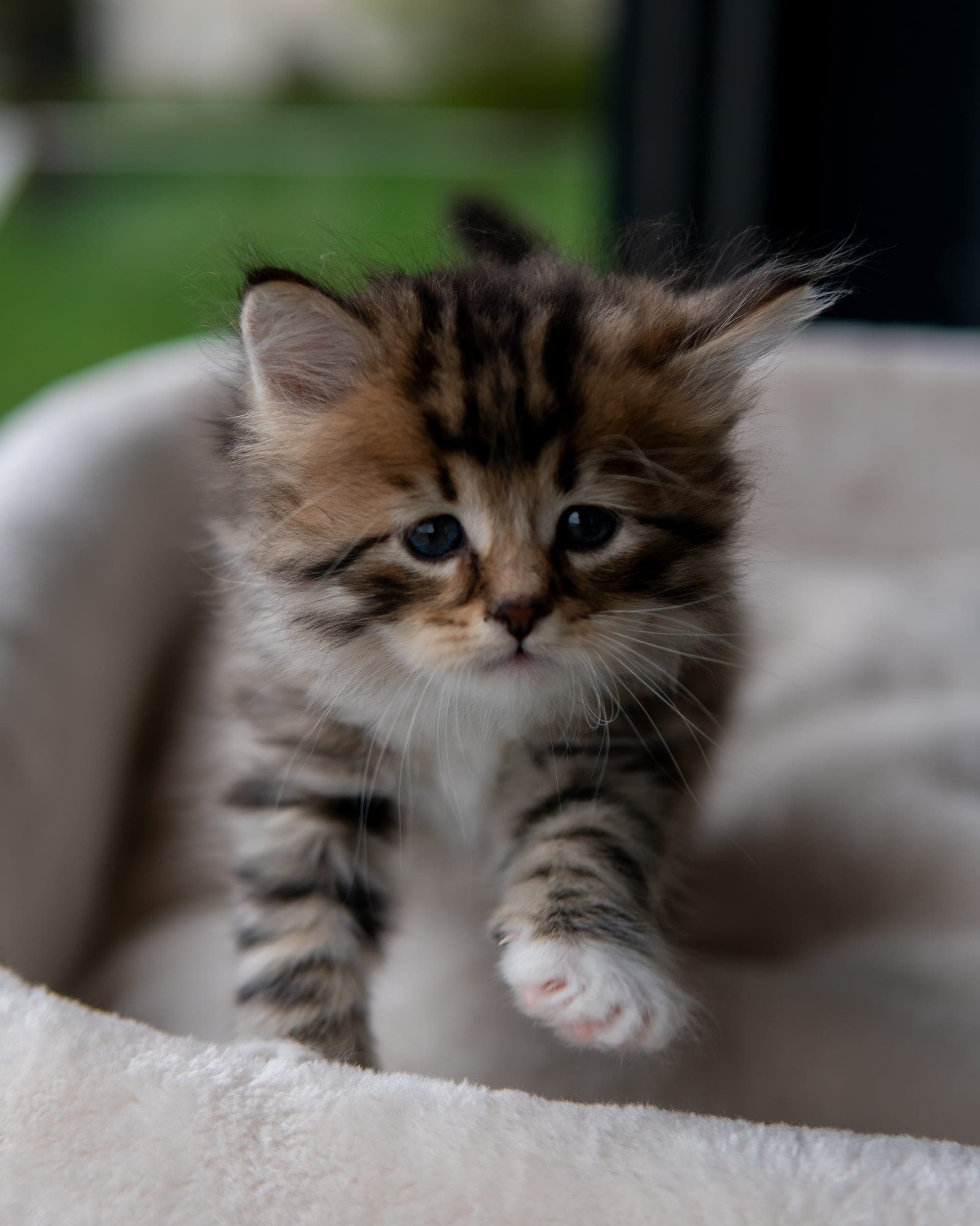 Siberiano, Black tabby & white