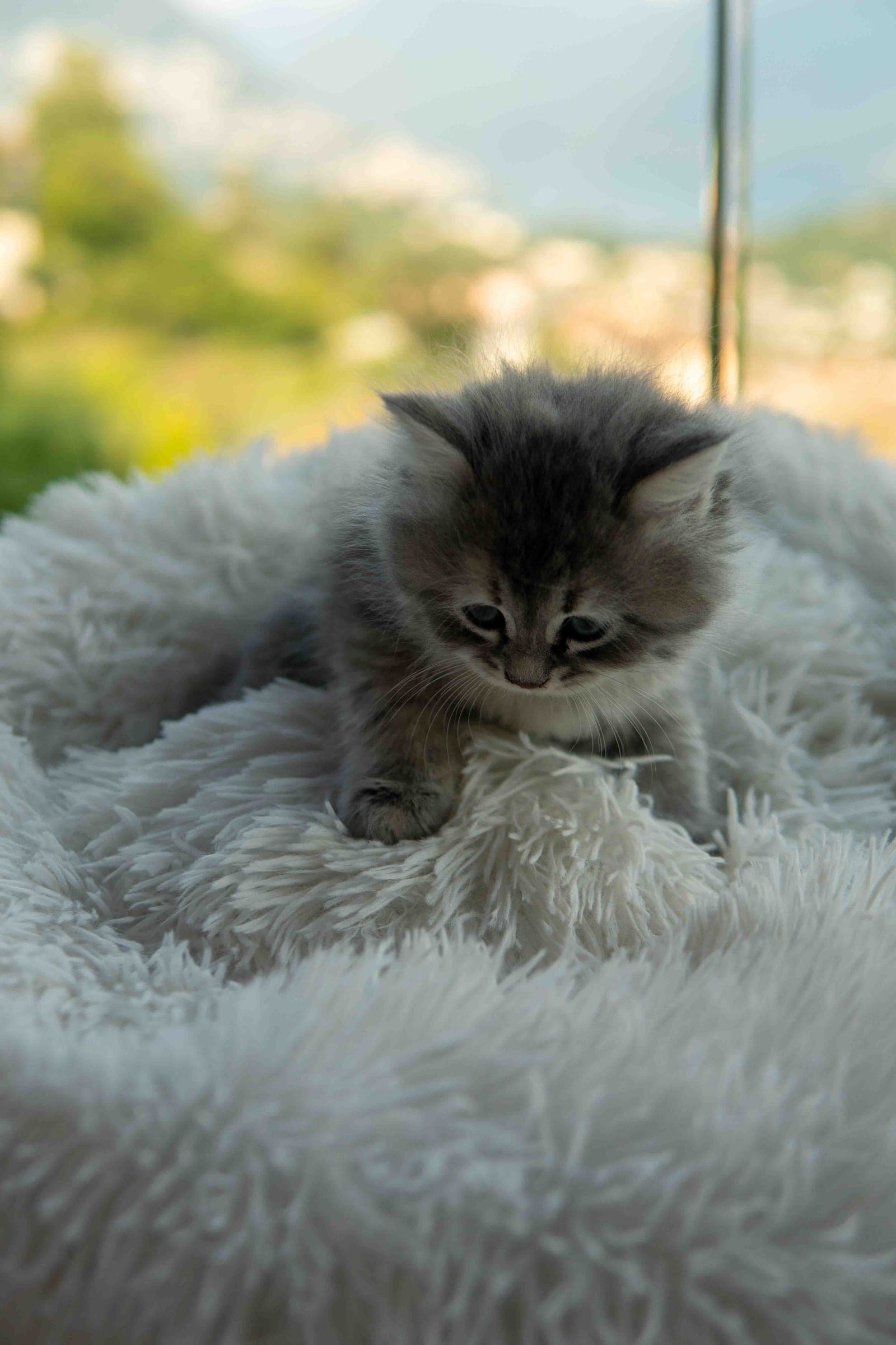 Siberiano, Blue tabby
