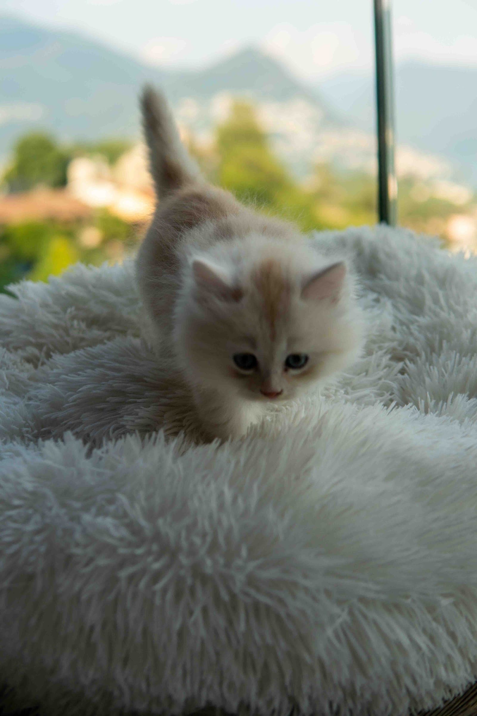 Siberiano, Cream