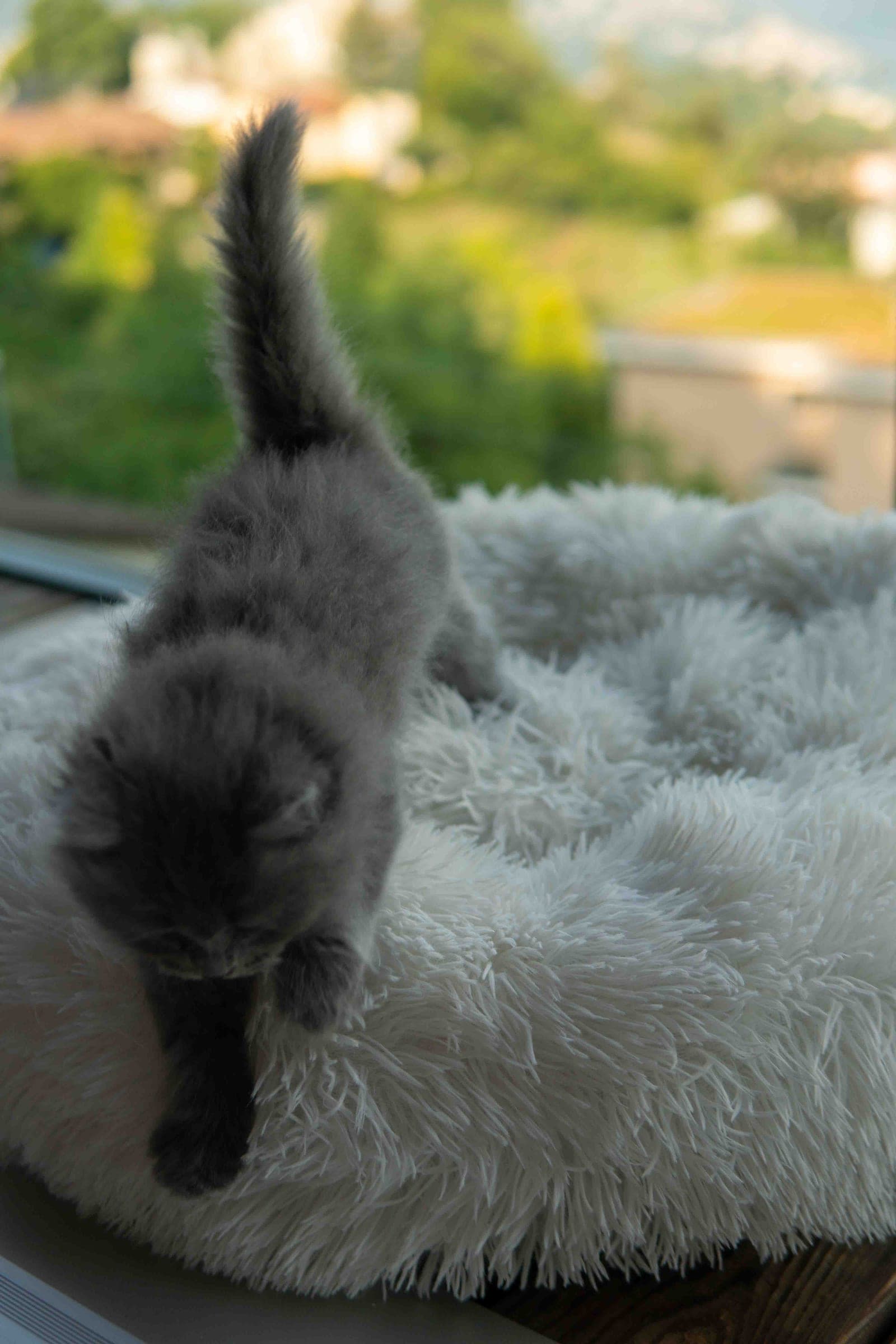 Siberiano, Blue