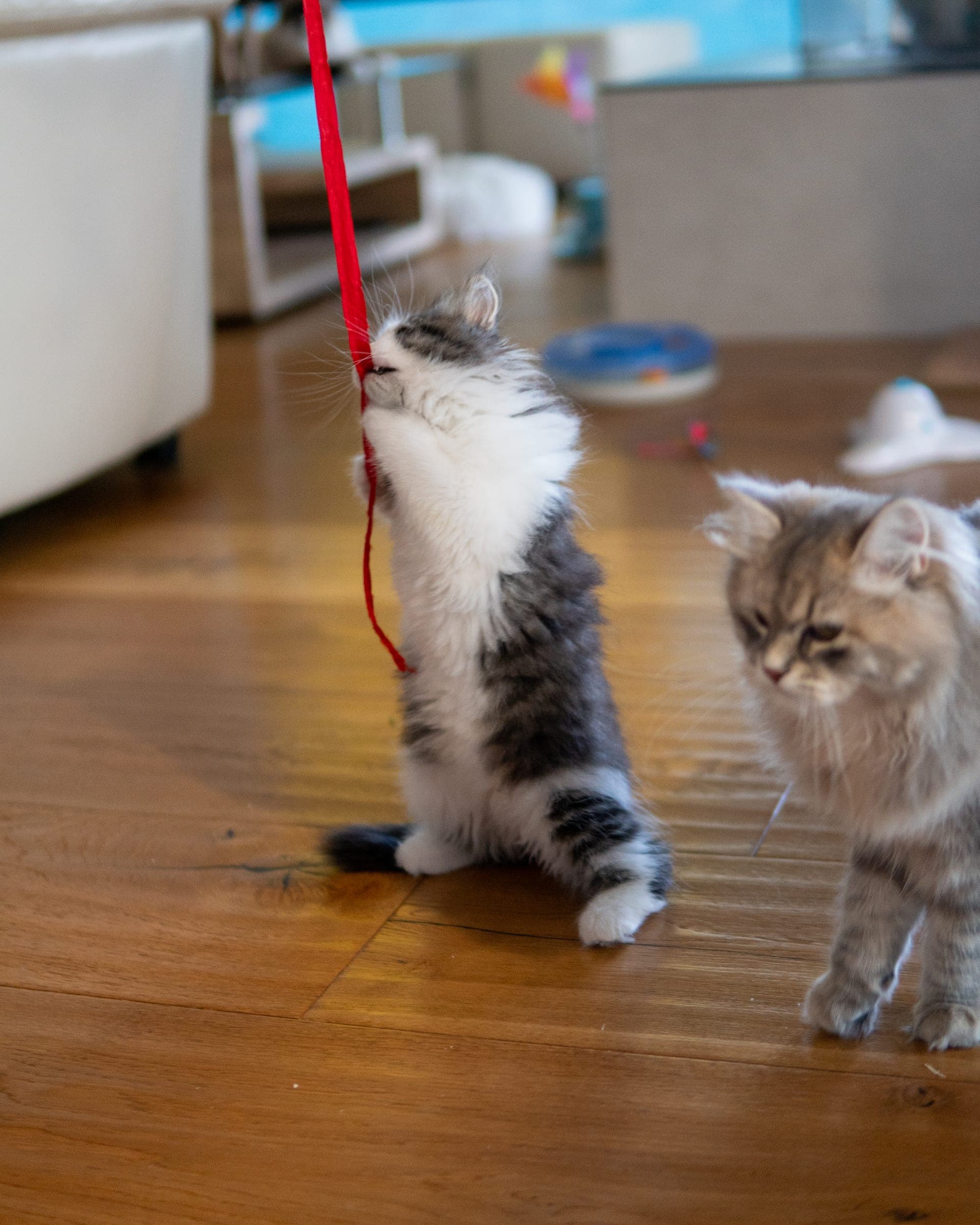 Siberiano, Black tabby & white