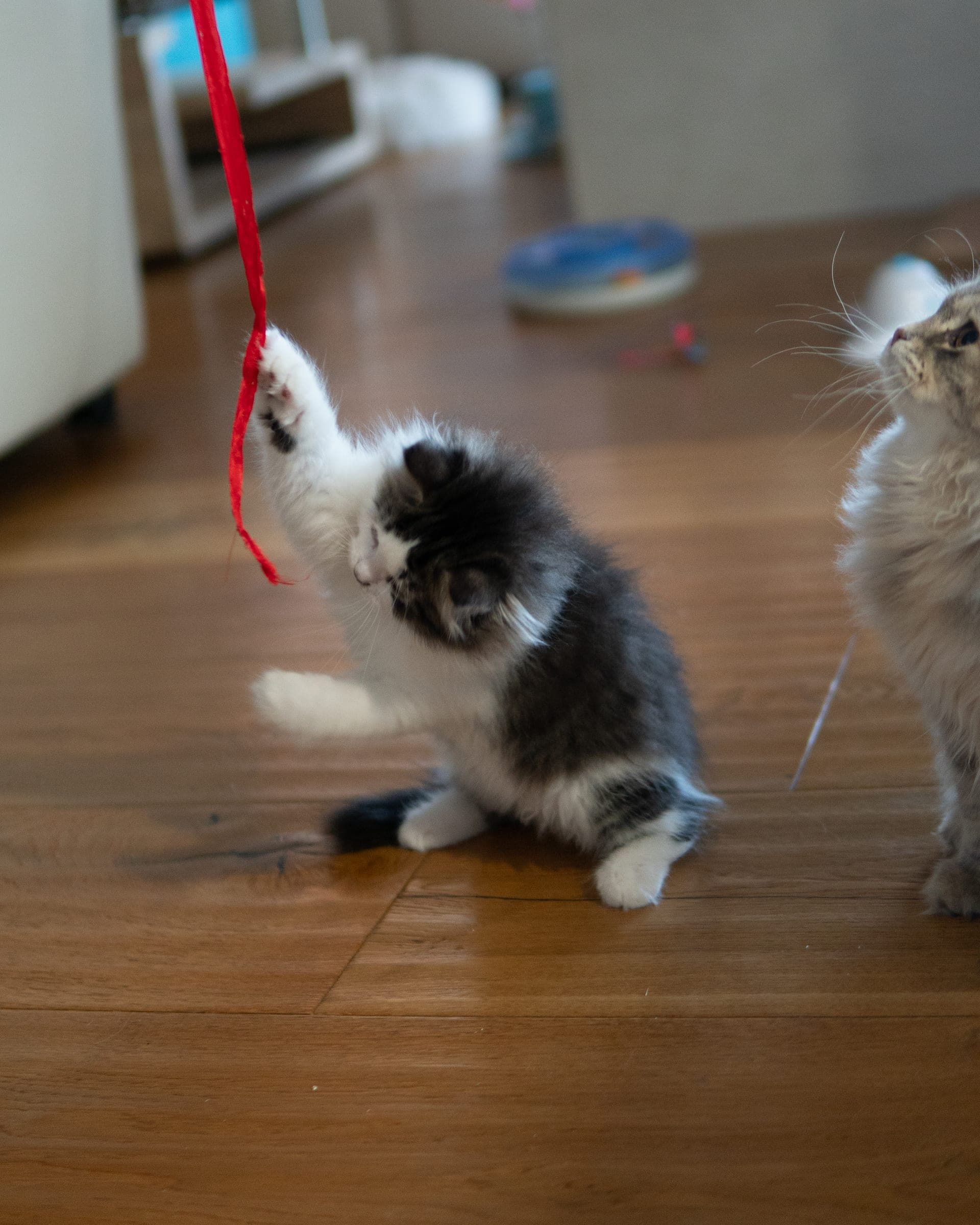 Siberiano, Black tabby & white