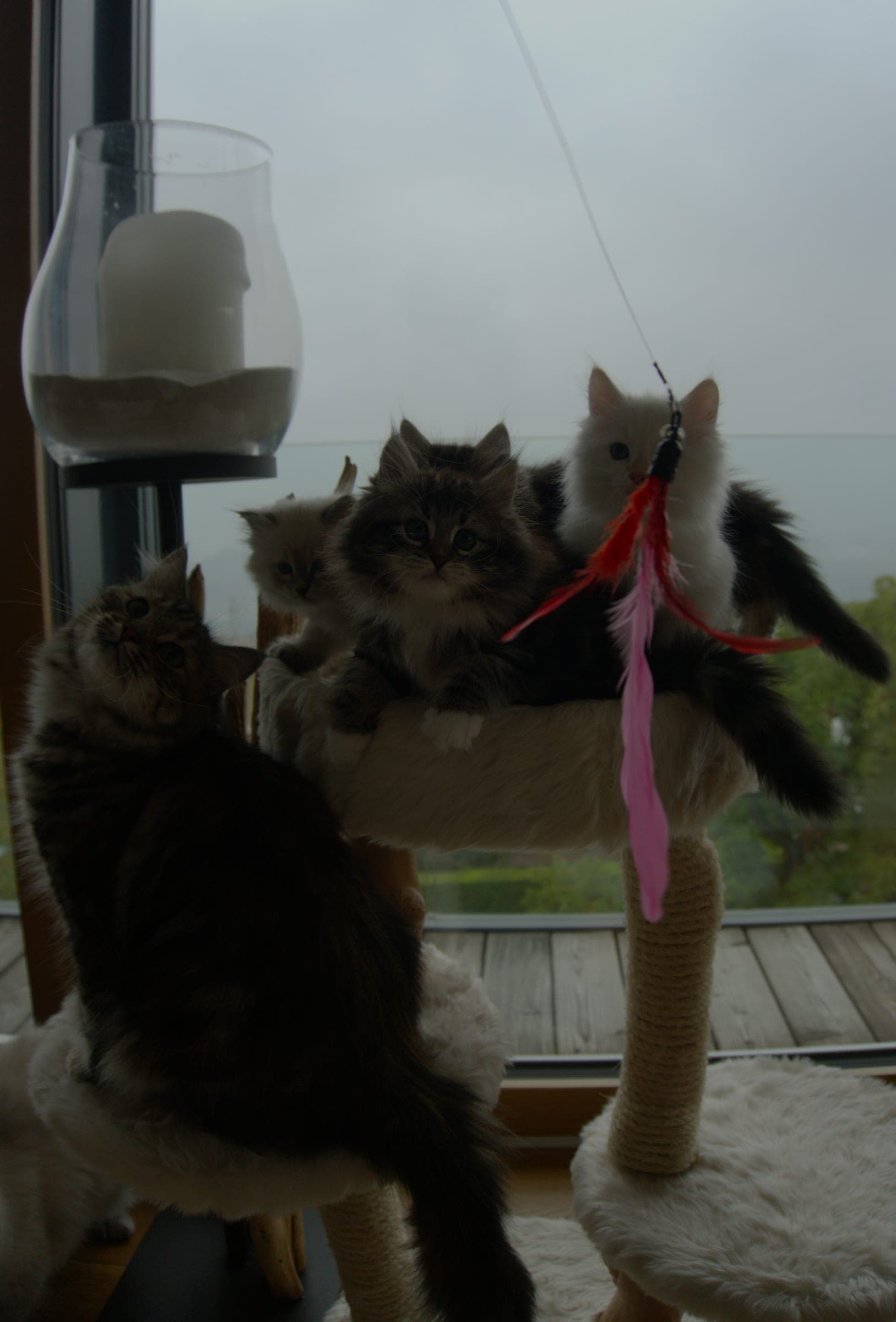 Siberiani, Black tabby & white e Neva Masquerade