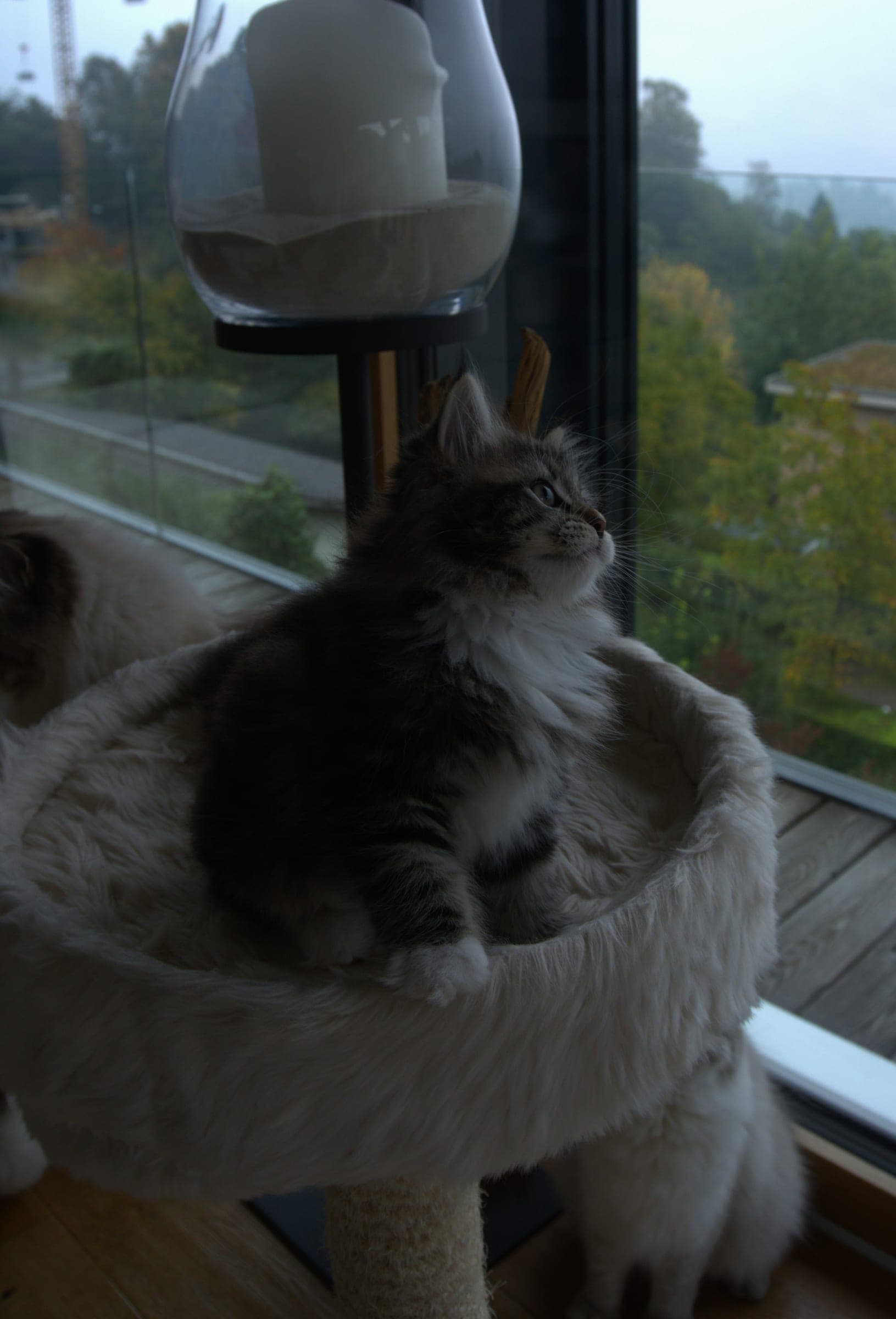 Siberiano, Black tabby & white