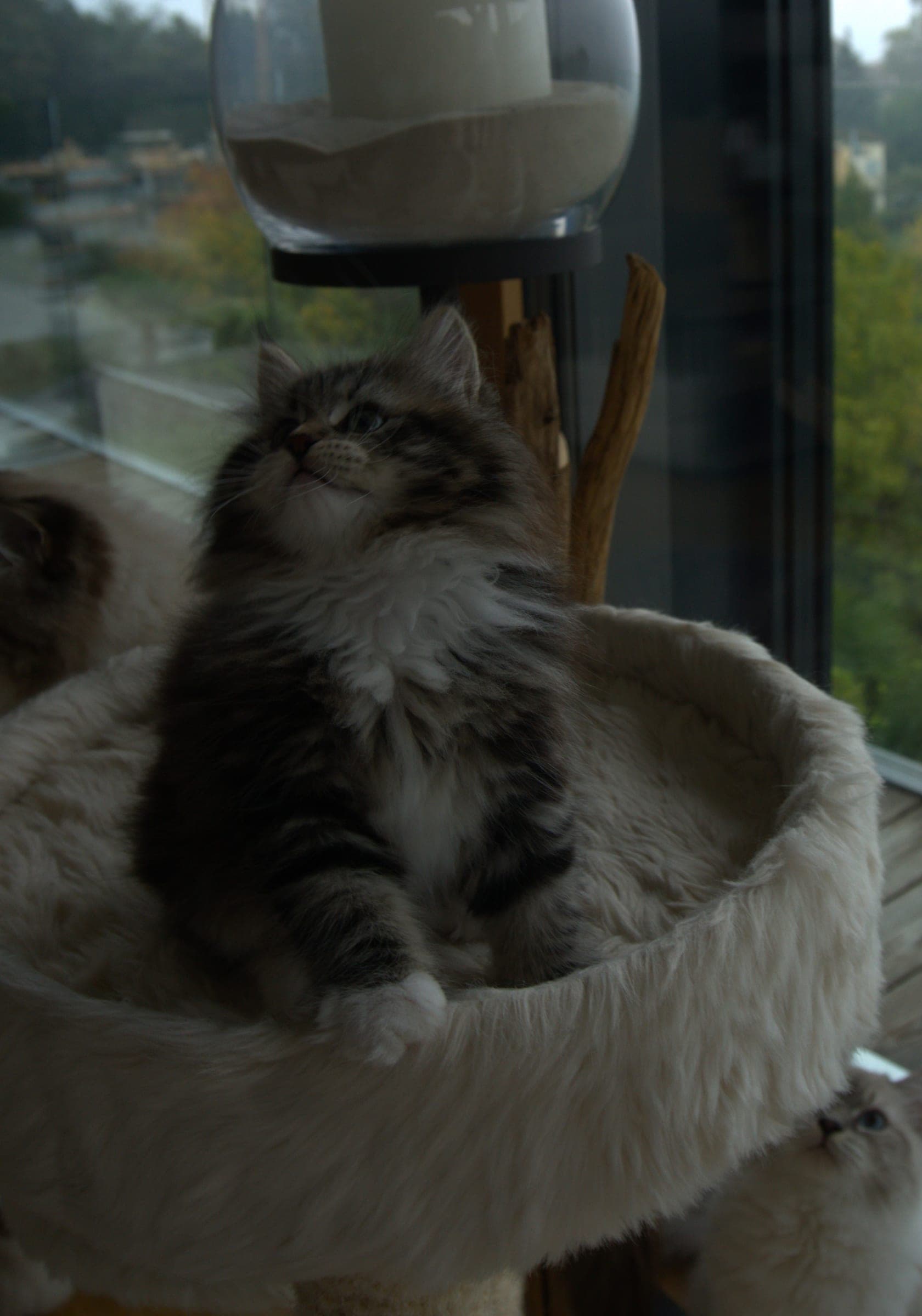 Siberiano, Black tabby & white, femmina